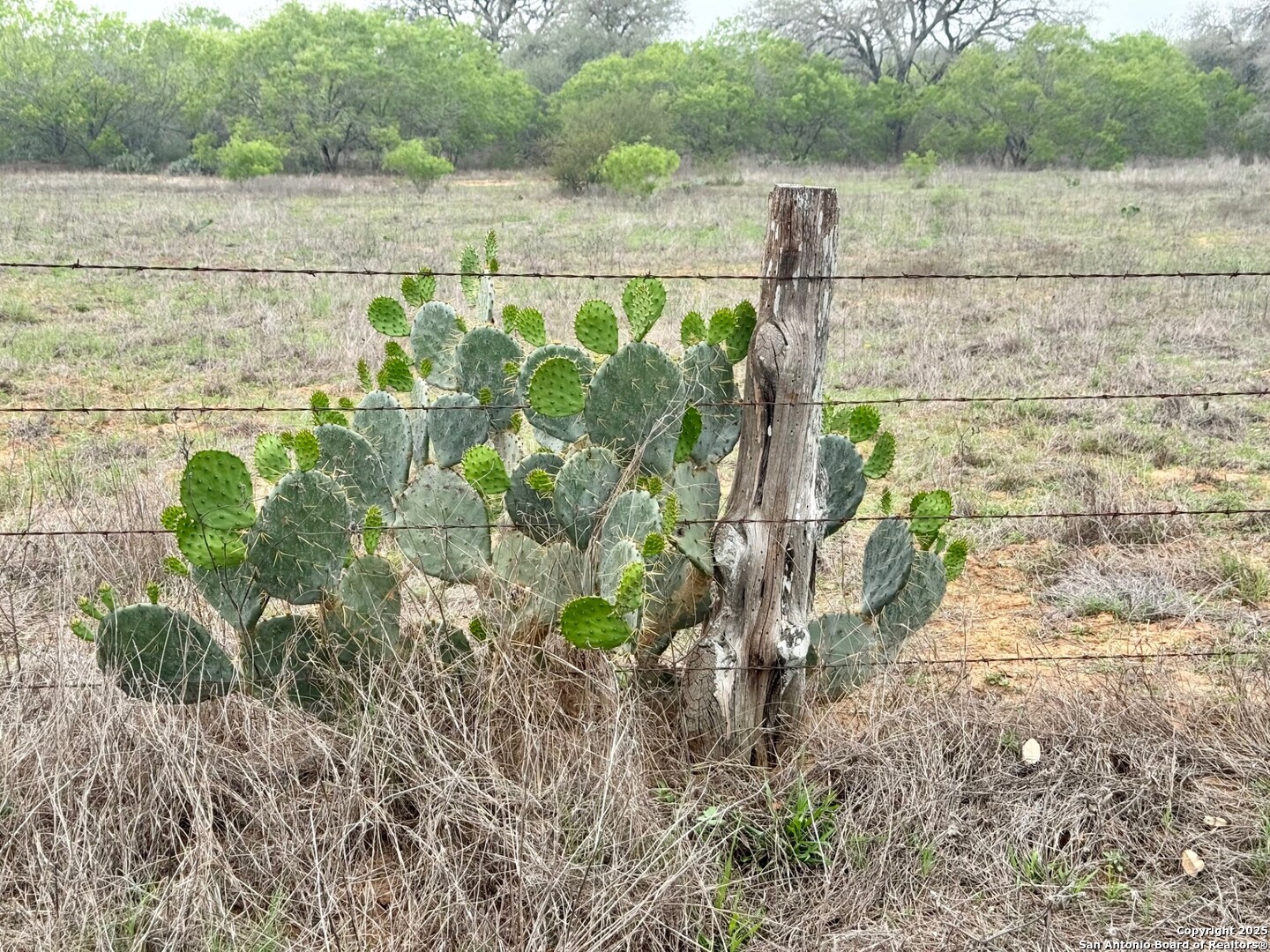 428 Horton Road Poteet, TX 78065 - Photo 23 of 28 a view of a yard
