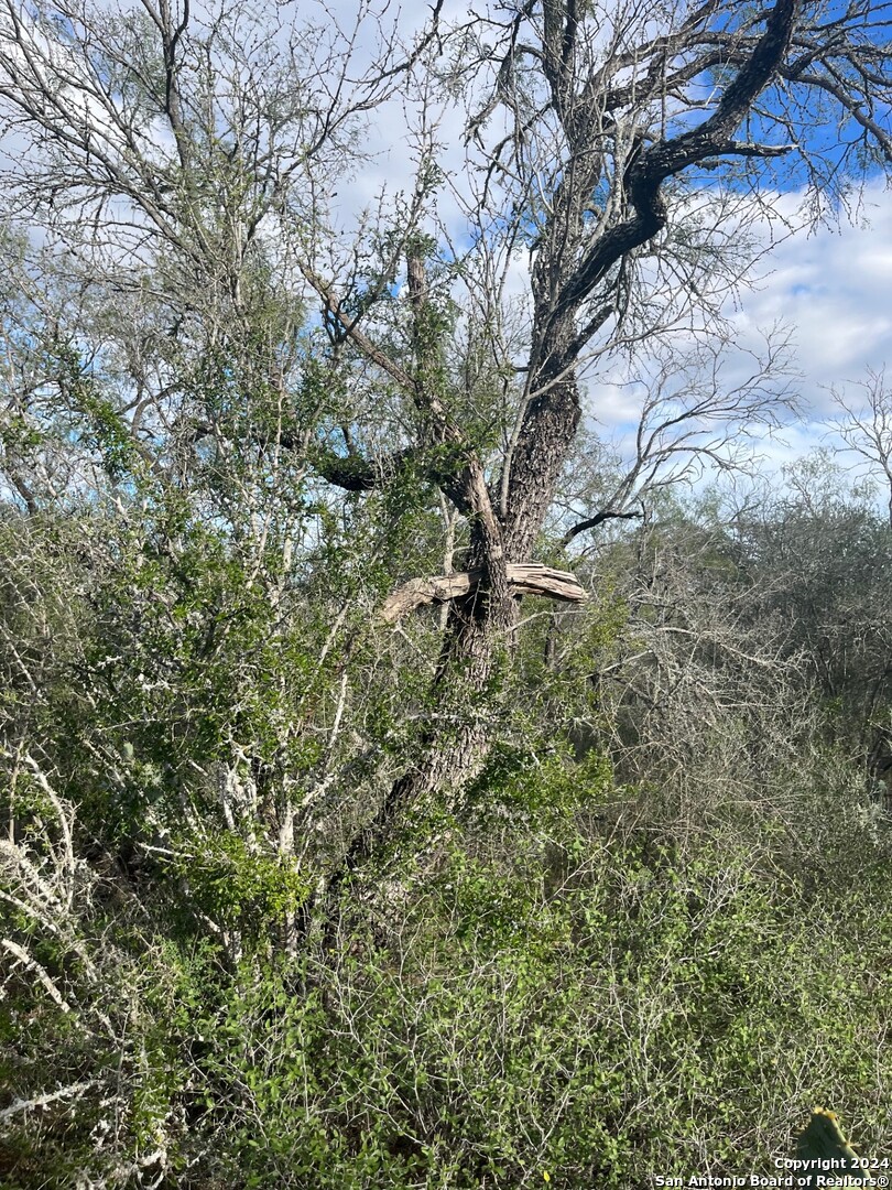 428 Horton Road Poteet, TX 78065 - Photo 9 of 28 a view of a yard