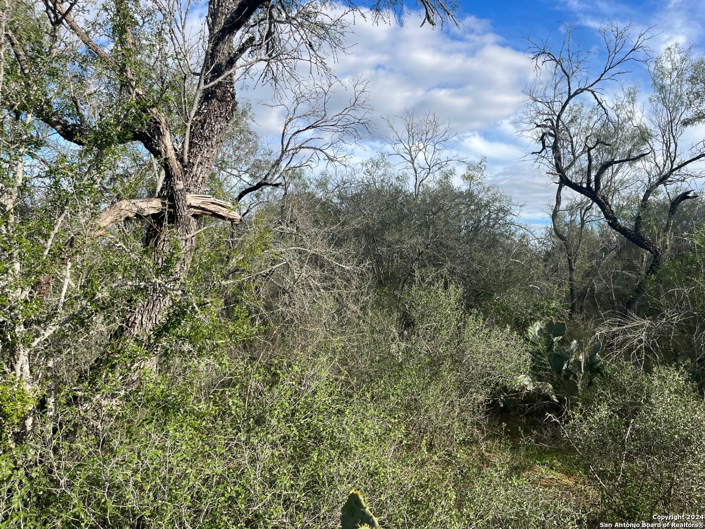 428 Horton Road Poteet, TX 78065 - Photo 10 of 28 a view of a yard with a tree