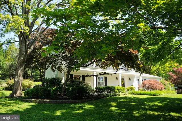 a view of a yard with plants and large trees