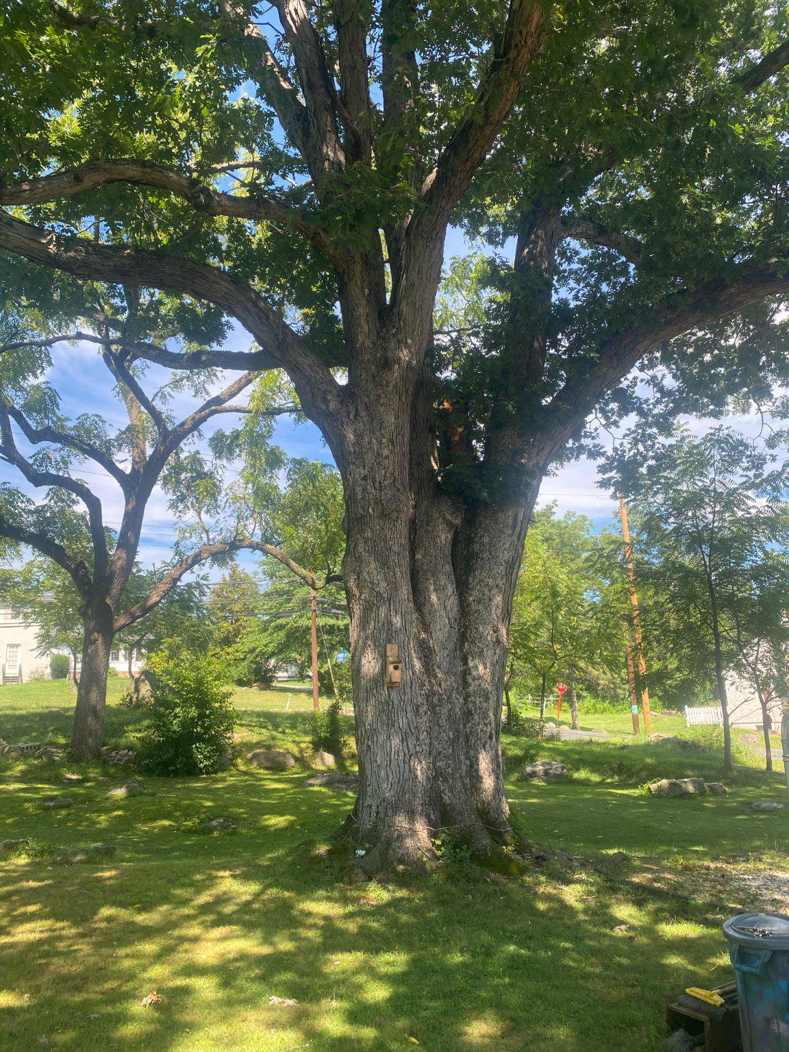 2181 Yerger Road Pottstown, PA 19464 - Photo 13 of 26 Majestic tree