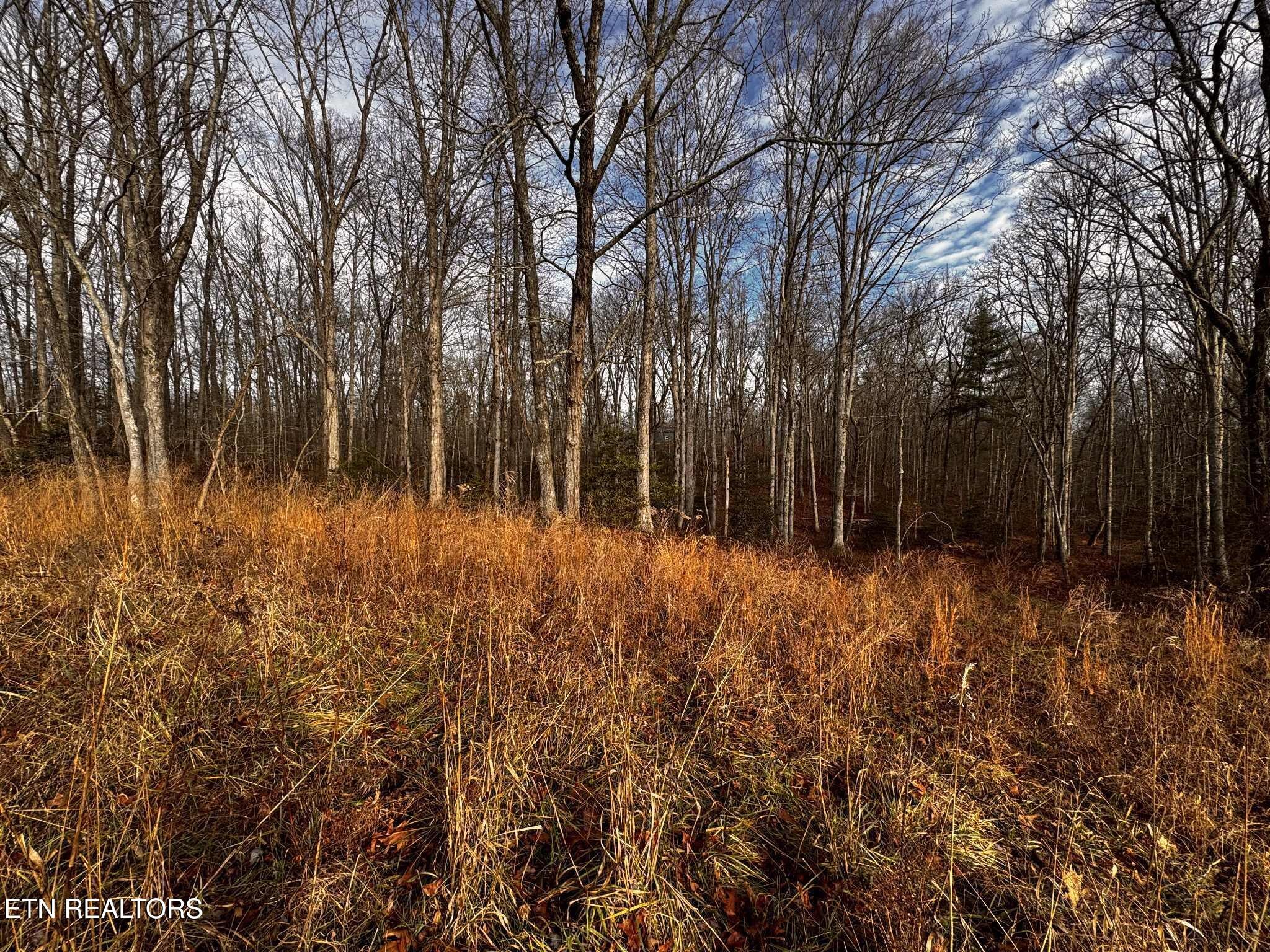 0 Smith Mountain Road Rockwood, TN 37854 - Photo 12 of 19 a backyard of a house with lots of green space