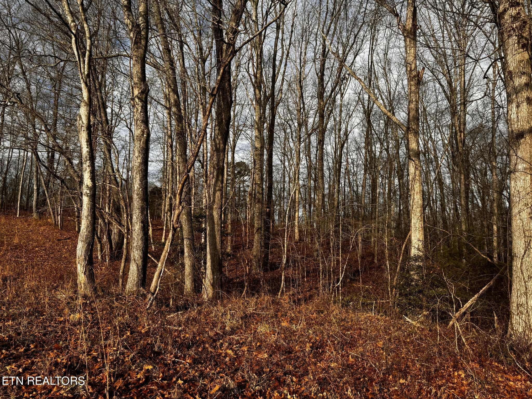 0 Smith Mountain Road Rockwood, TN 37854 - Photo 17 of 19