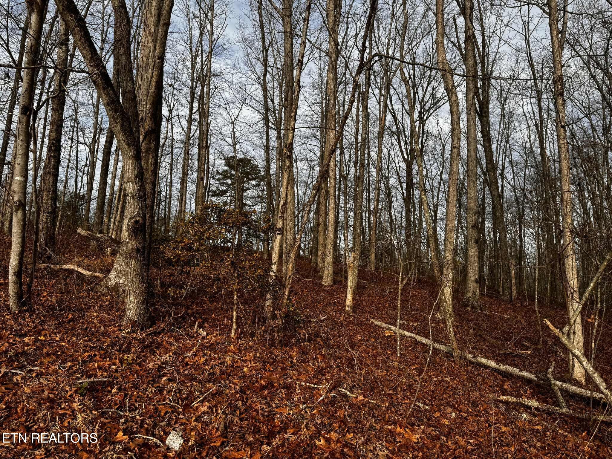 0 Smith Mountain Road Rockwood, TN 37854 - Photo 18 of 19 a backyard of a house with lots of green space
