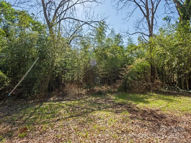 a view of a yard with plants and large trees
