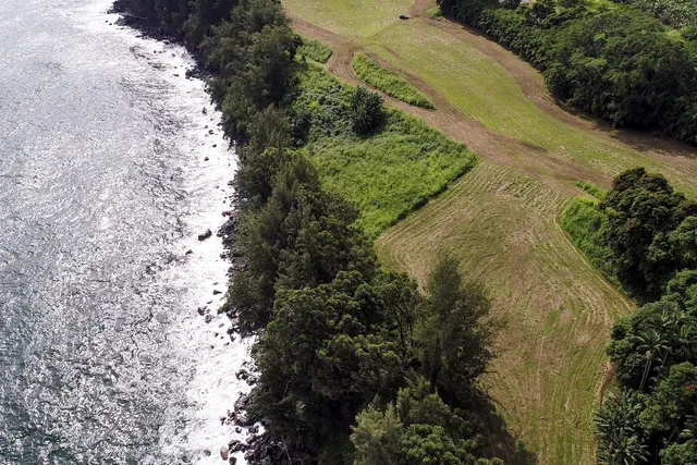 a view of a yard with plants and large trees