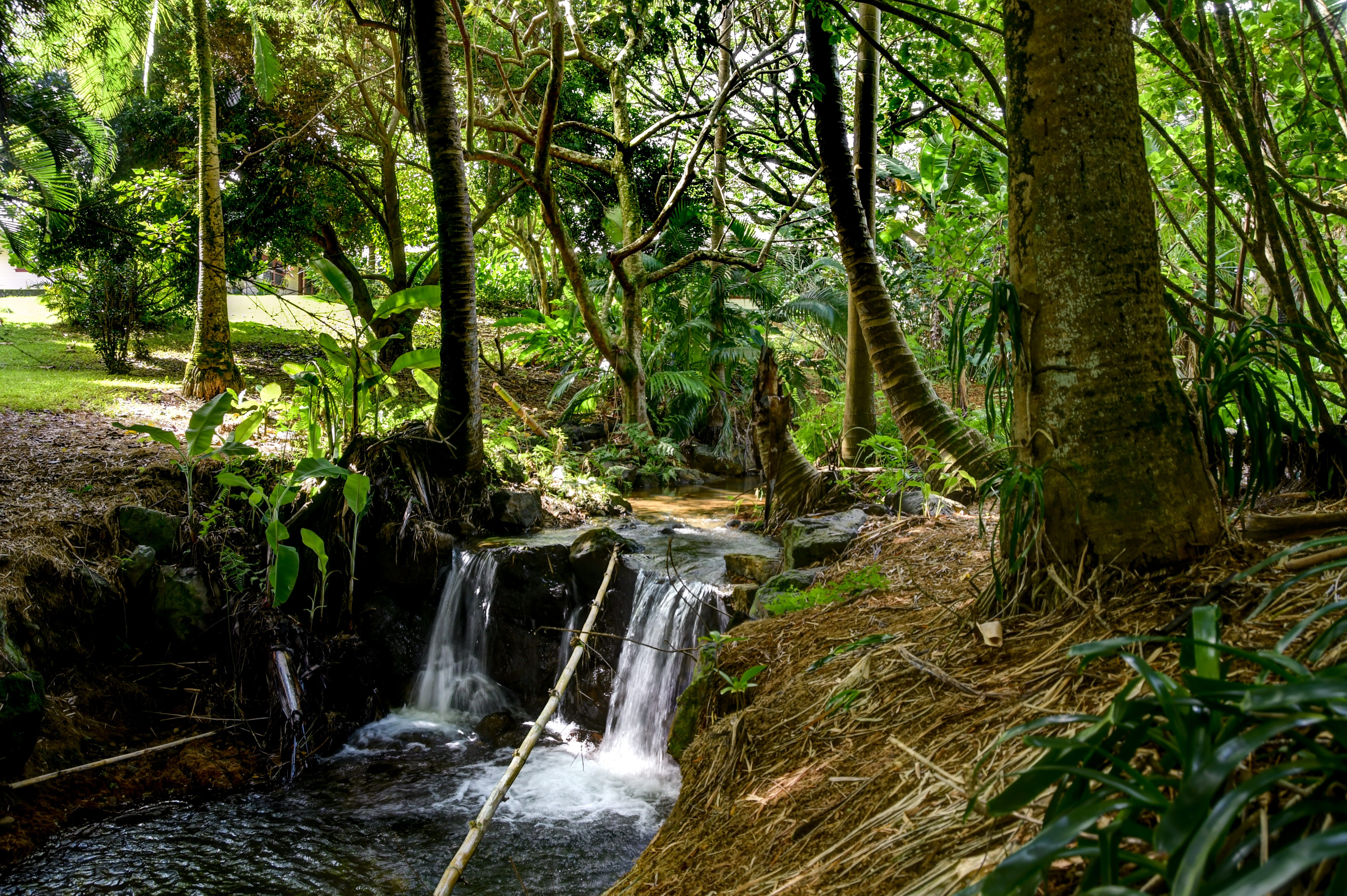 29-3818 Hawaii Belt Road Hakalau, HI 96710 - Photo 3 of 11 a view of a backyard of the house