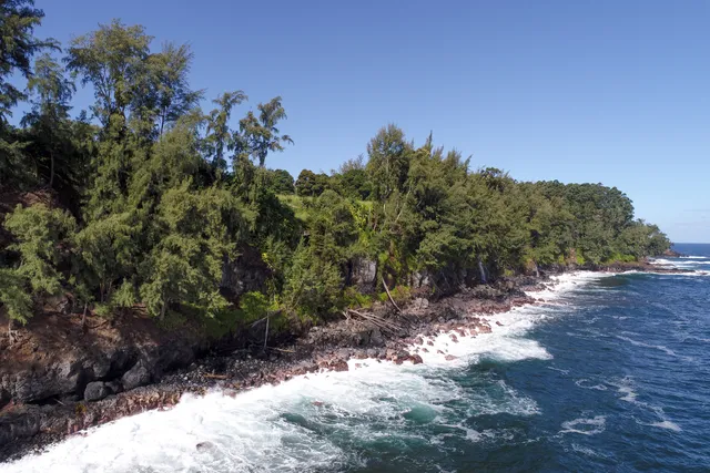 a view of a tree with a yard in front of it