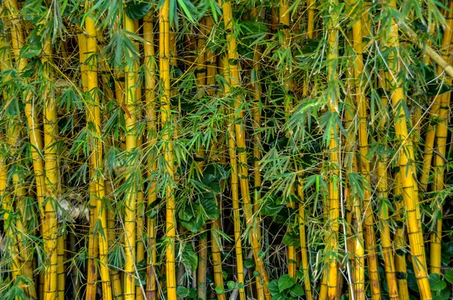 a view of a bunch of plants