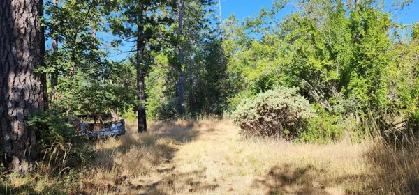 a view of a yard with plants and trees