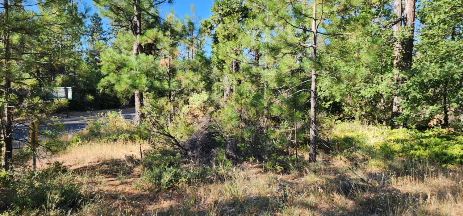 8671 La Porte Road Brownsville, CA 95919 - Photo 3 of 13