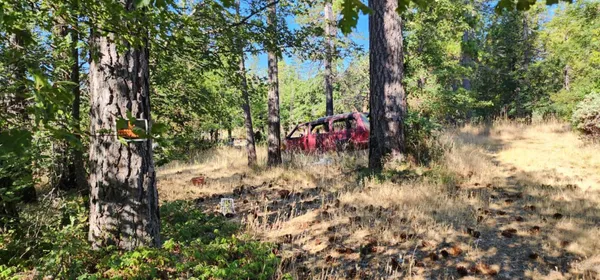 a view of a tree with a plant in front of it