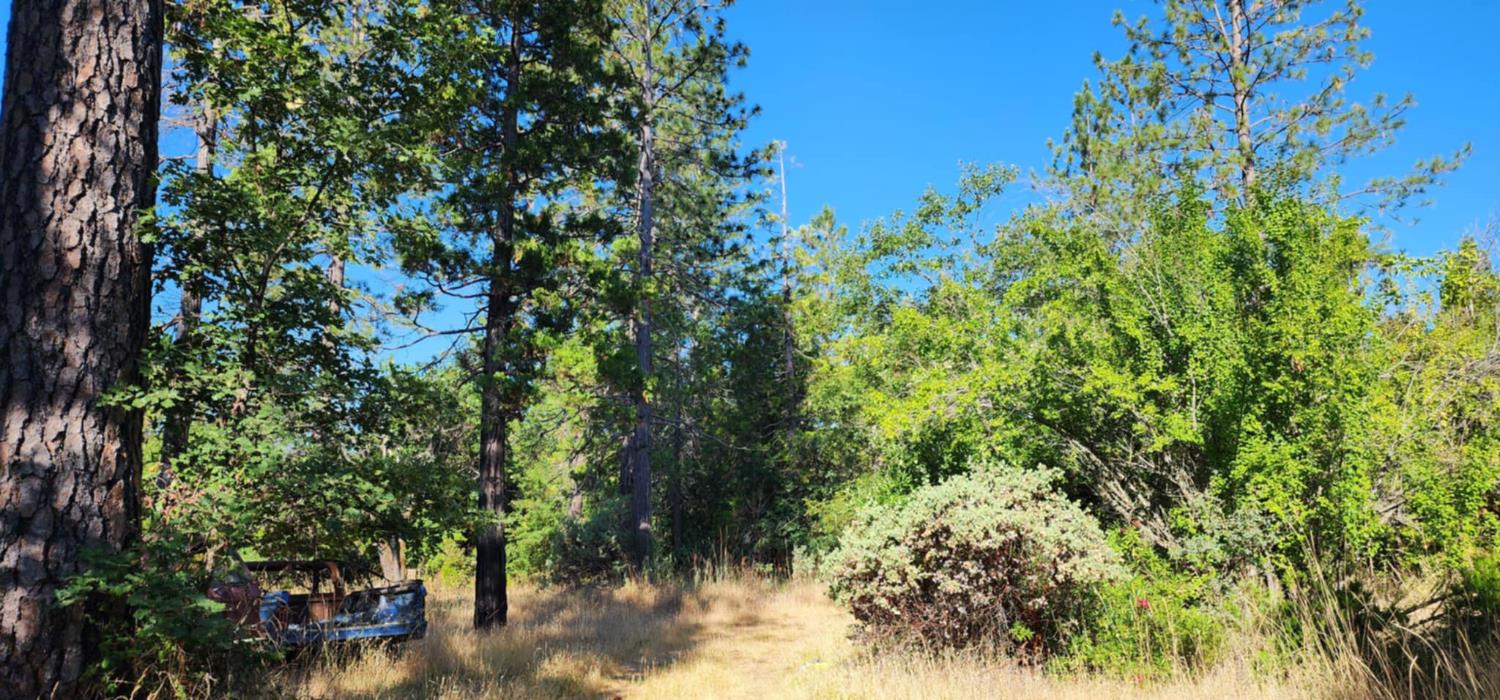 8671 La Porte Road Brownsville, CA 95919 - Photo 5 of 13 a view of a tree with a plant in front of it