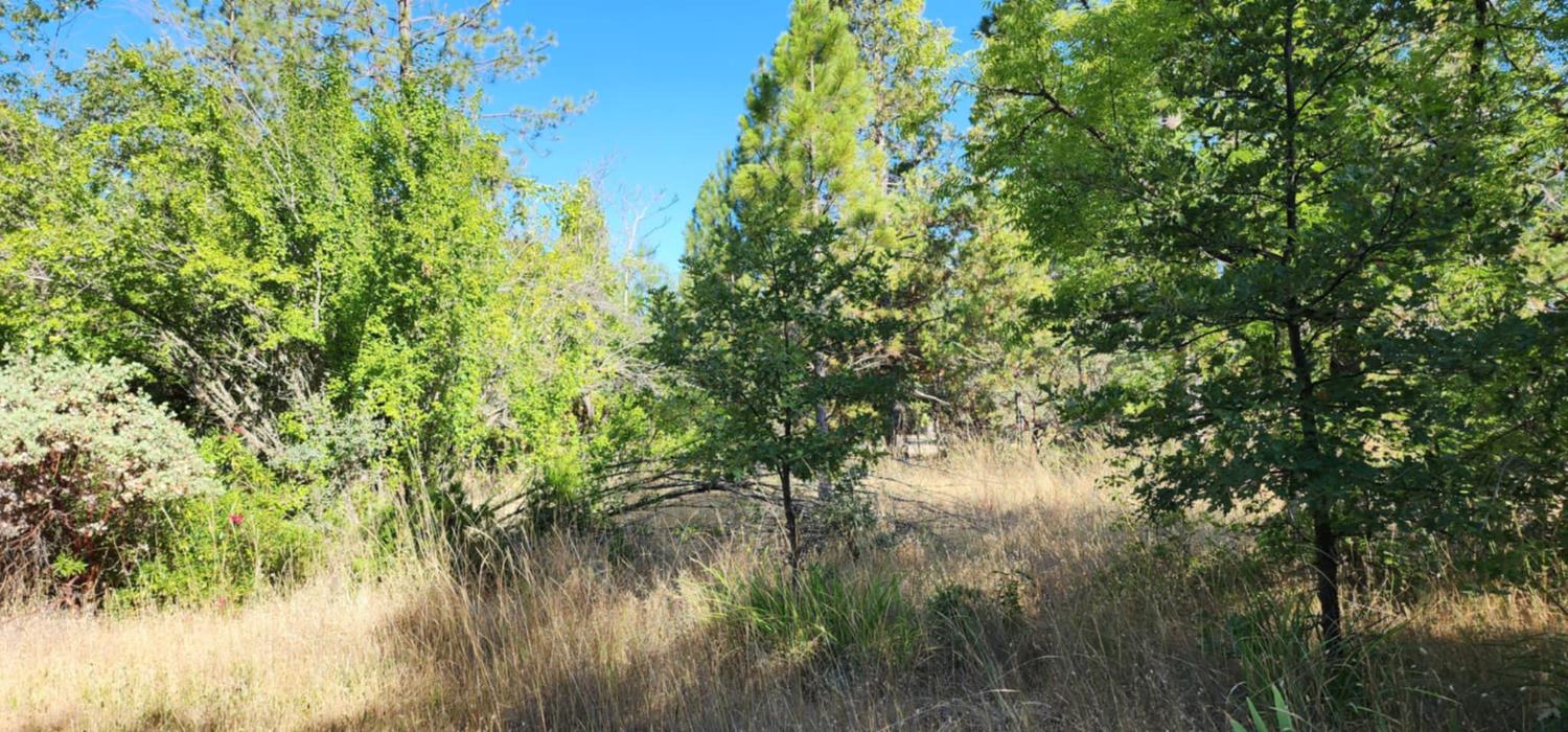 8671 La Porte Road Brownsville, CA 95919 - Photo 6 of 13 a view of a tree in a backyard of a house