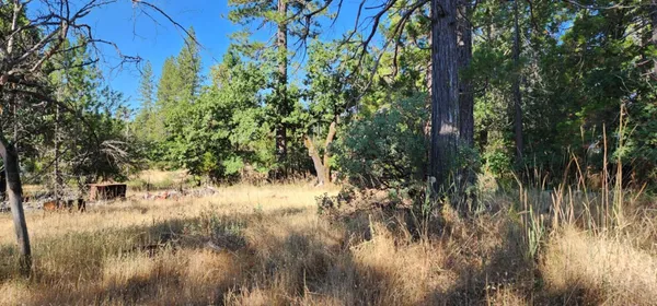 a view of a tree with a tree