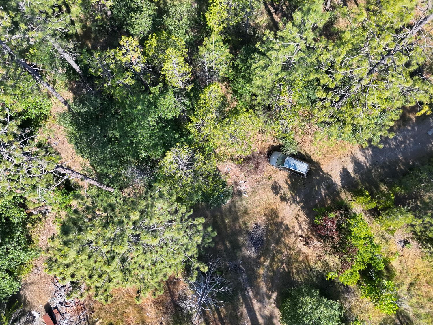 8671 La Porte Road Brownsville, CA 95919 - Photo 9 of 13 a view of a tree with a tree