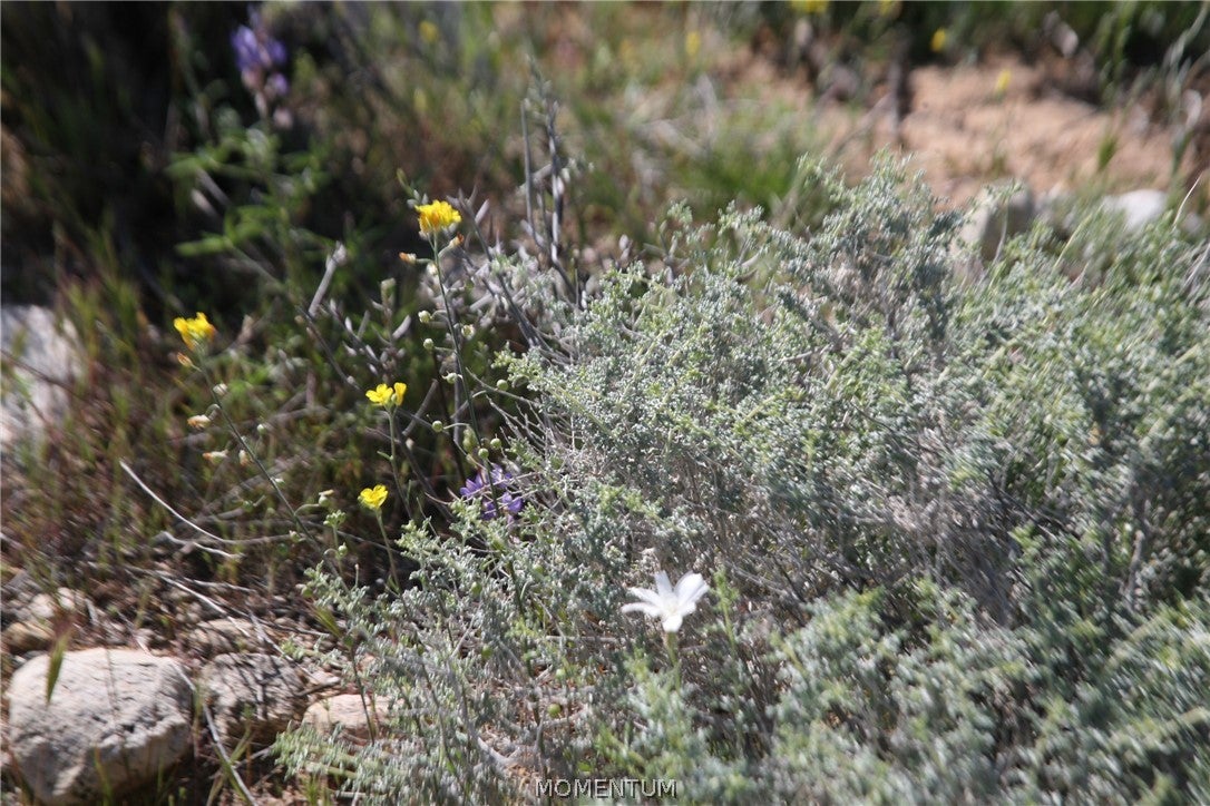 208-24-134 South Cameron Road Yucca, AZ 86438 - Photo 86 of 86 Gallery Image 86