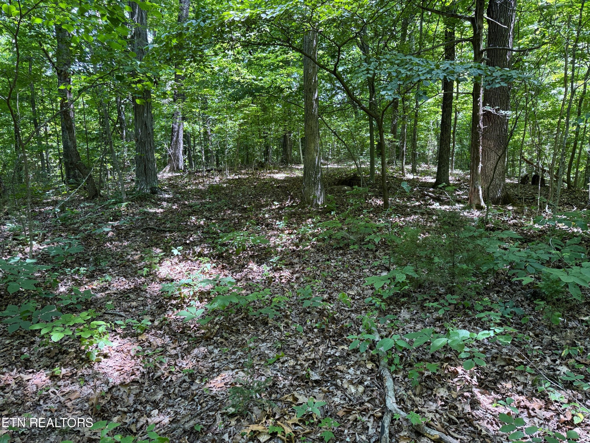 68 Friendship Road Greeneville, TN 37745 - Photo 6 of 16 a view of outdoor space and tree