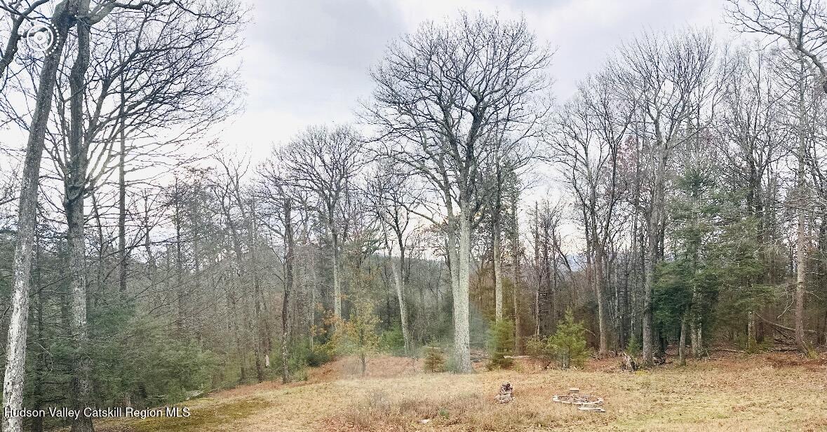 446 Abbey Road Woodstock, NY 12457 - Photo 26 of 32 a view of a forest filled with trees