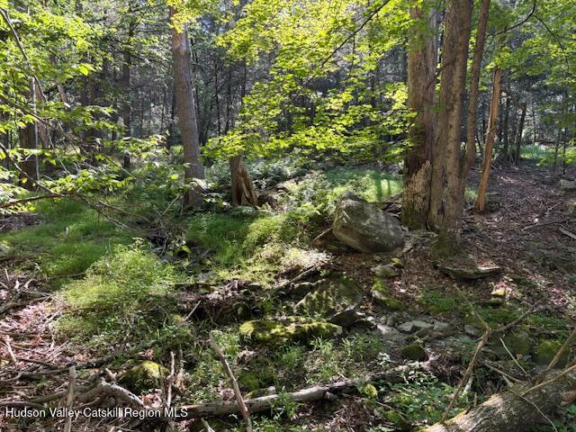 446 Abbey Road Woodstock, NY 12457 - Photo 27 of 32 a view of a forest with lots of trees