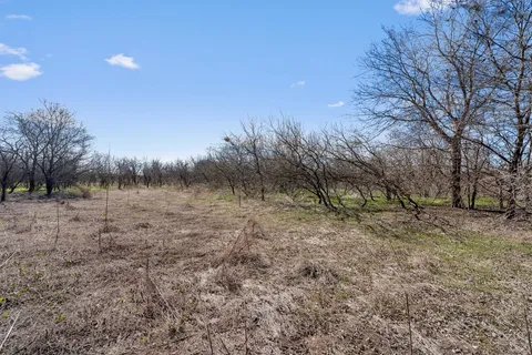 a view of a dry yard with trees