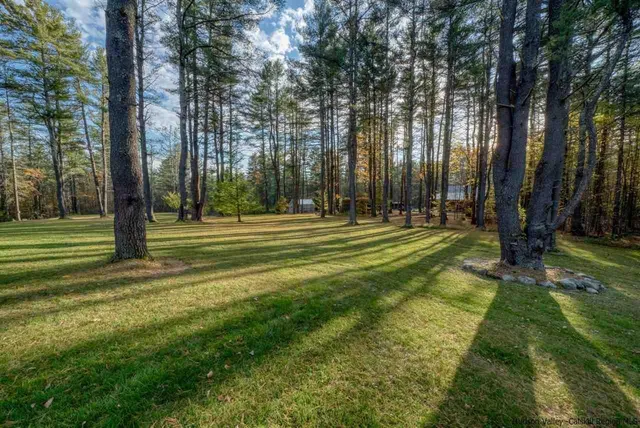 a view of a lush green forest with trees in the background