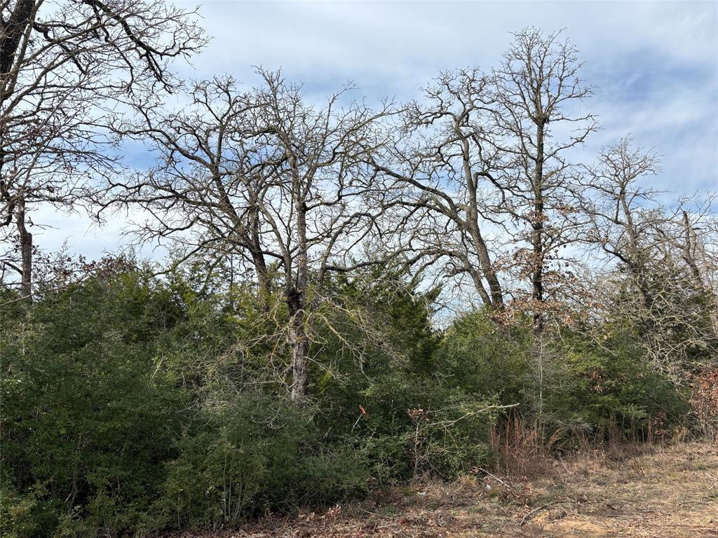 a view of a forest with lots of trees