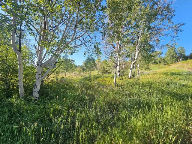 a view of yard with large trees