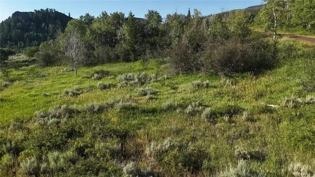 a view of a lush green forest with large trees