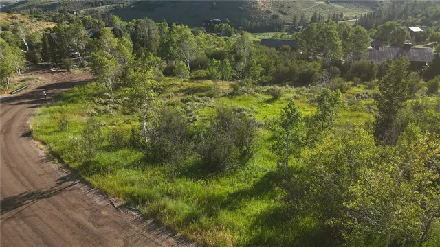 a view of a forest that has a tree