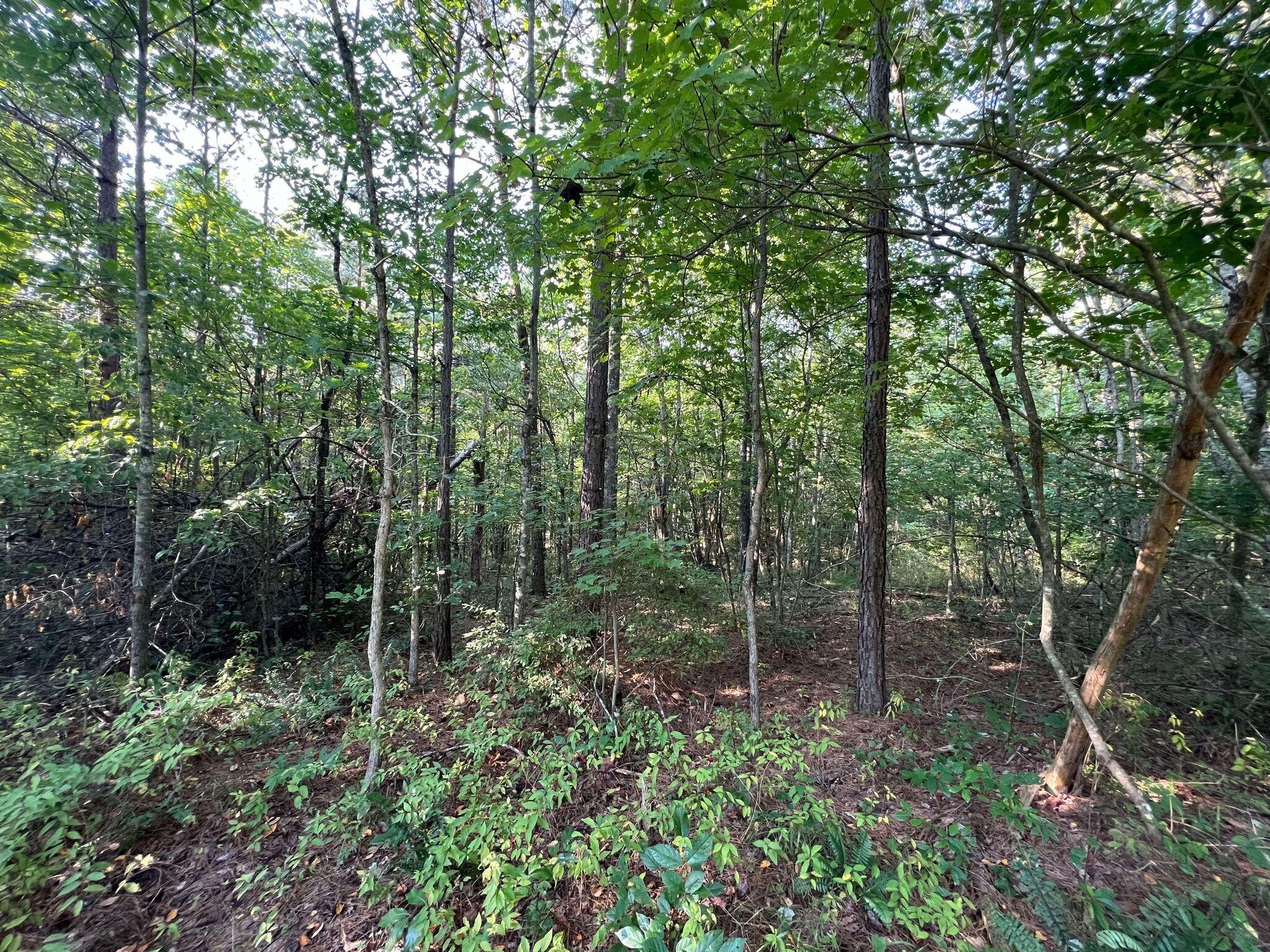 493 Bear Wallow Road Dunlap, TN 37327 - Photo 10 of 14 Gallery Image 10