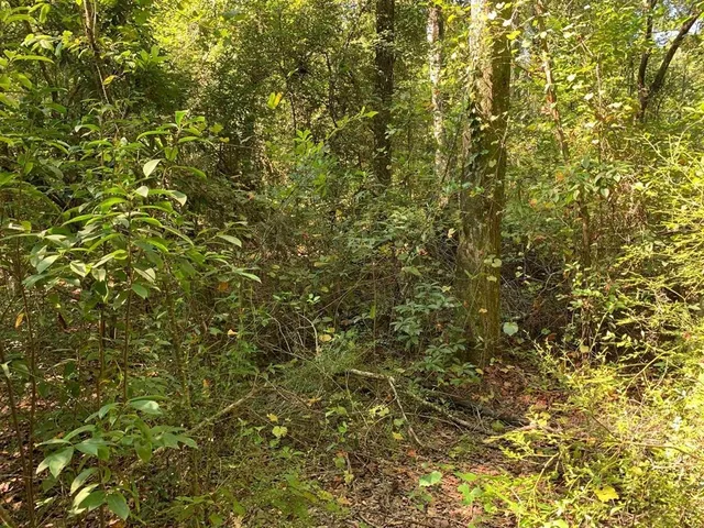 $32,000 | 0 Parramore Shores Road, Tallahassee, FL 32310