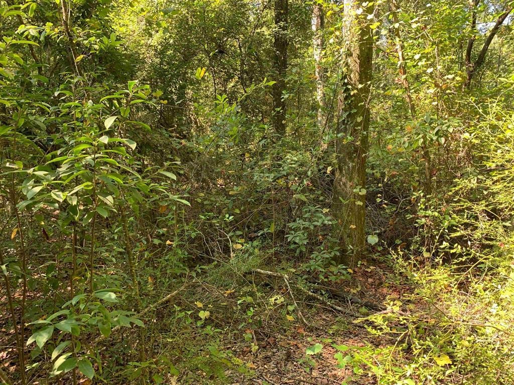 0 Parramore Shores Road Tallahassee, FL 32310 - Photo 4 of 10