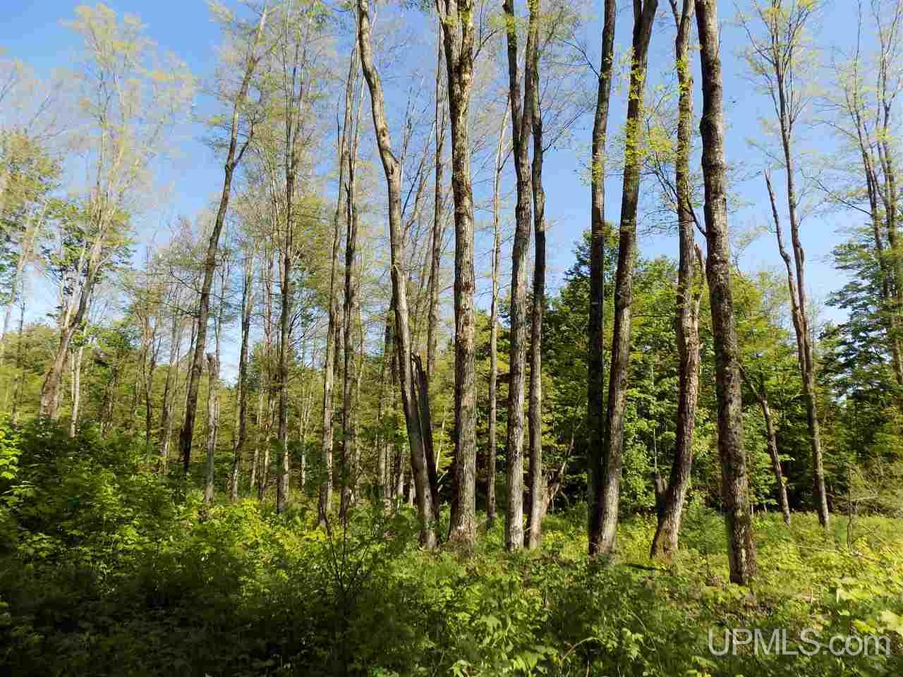 Tbd 160 Acres Camp 23 Road Gulliver, MI 49840 - Photo 10 of 48