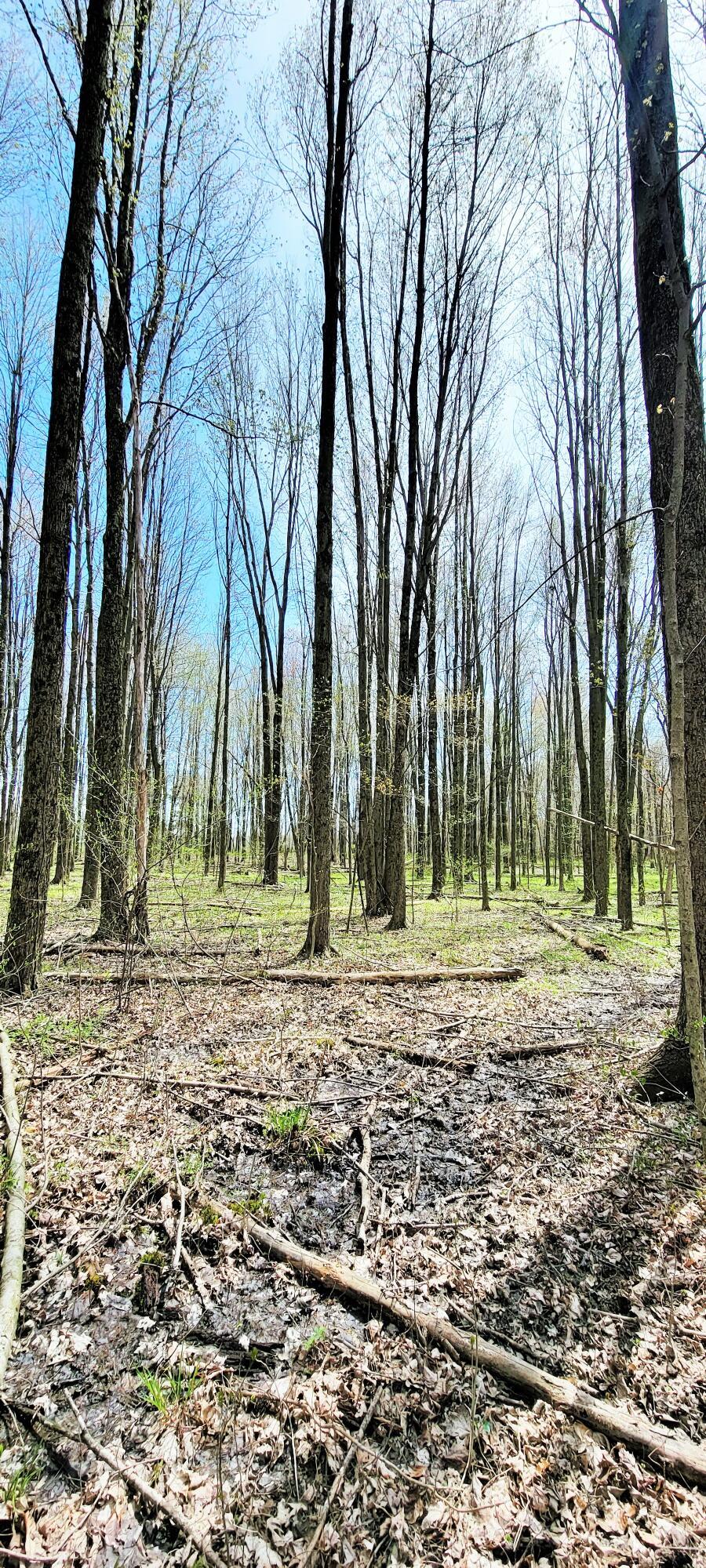 6227 Lane Road Centerburg, OH 43011 - Photo 9 of 20 20220428_133524