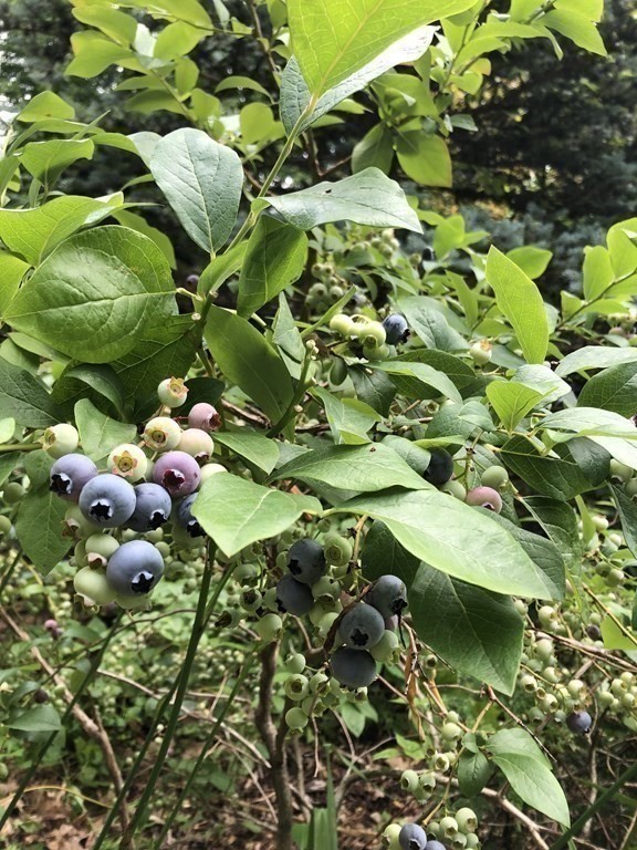 12 Estabrook Park Road Westminster, MA 01473 - Photo 23 of 29 a picture of flowers