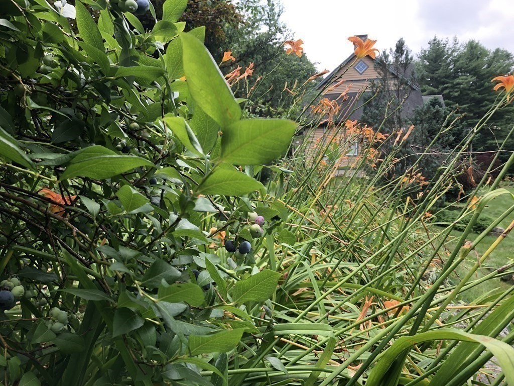12 Estabrook Park Road Westminster, MA 01473 - Photo 27 of 29 a view of a plant in a garden