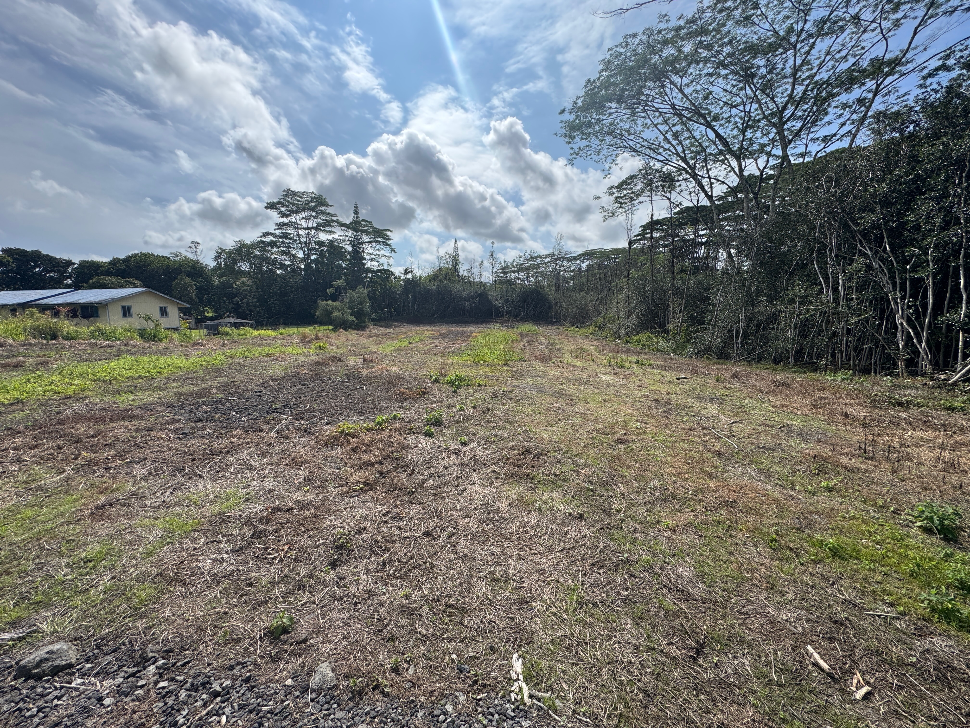 a view of a yard with an tree