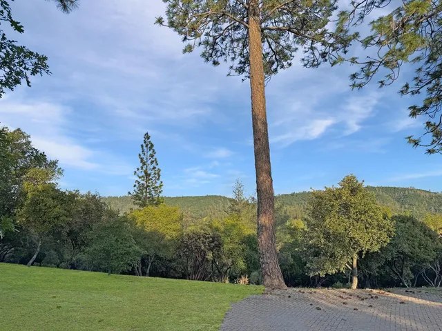 a view of a yard with a tree in the background