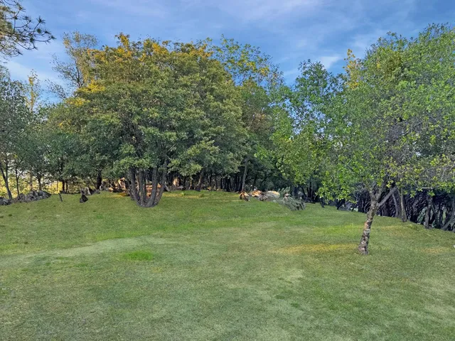 a view of a tree in a yard