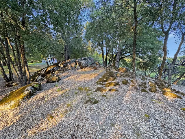 a view of a yard with a tree