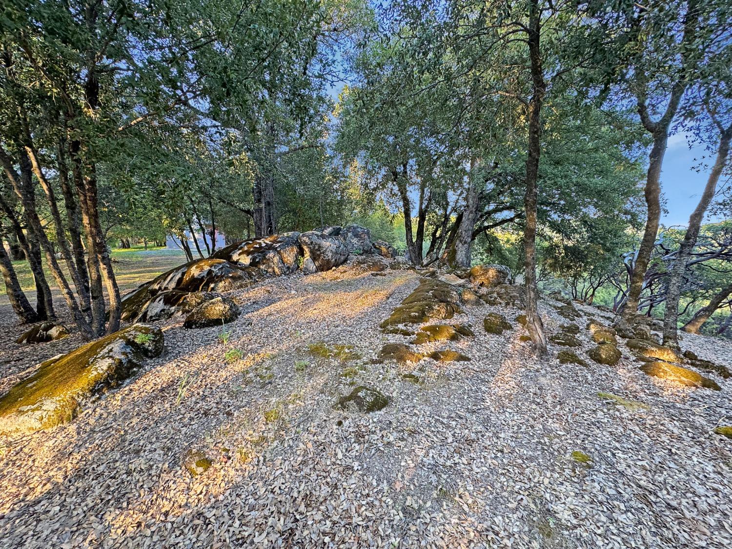10095 Birchville Road Nevada City, CA 95959 - Photo 27 of 38 a view of a yard with a tree