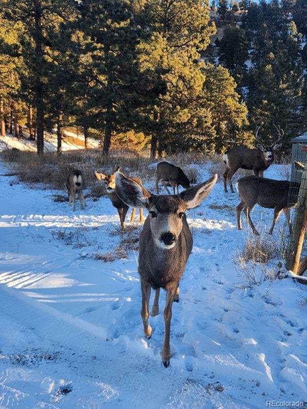 13093 Lori Drive Conifer, CO 80433 - Photo 27 of 36 a view of a backyard