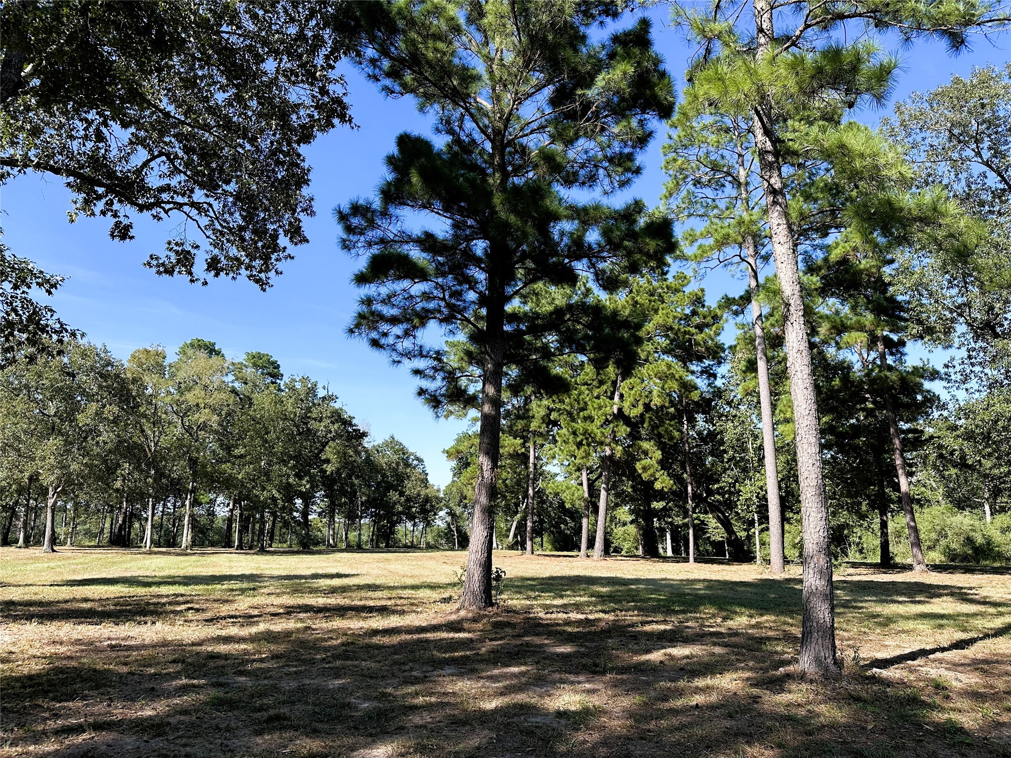 5.3-ac Tbd Spring Branch Road Montgomery, TX 77316 - Photo 12 of 32 Gallery Image 12