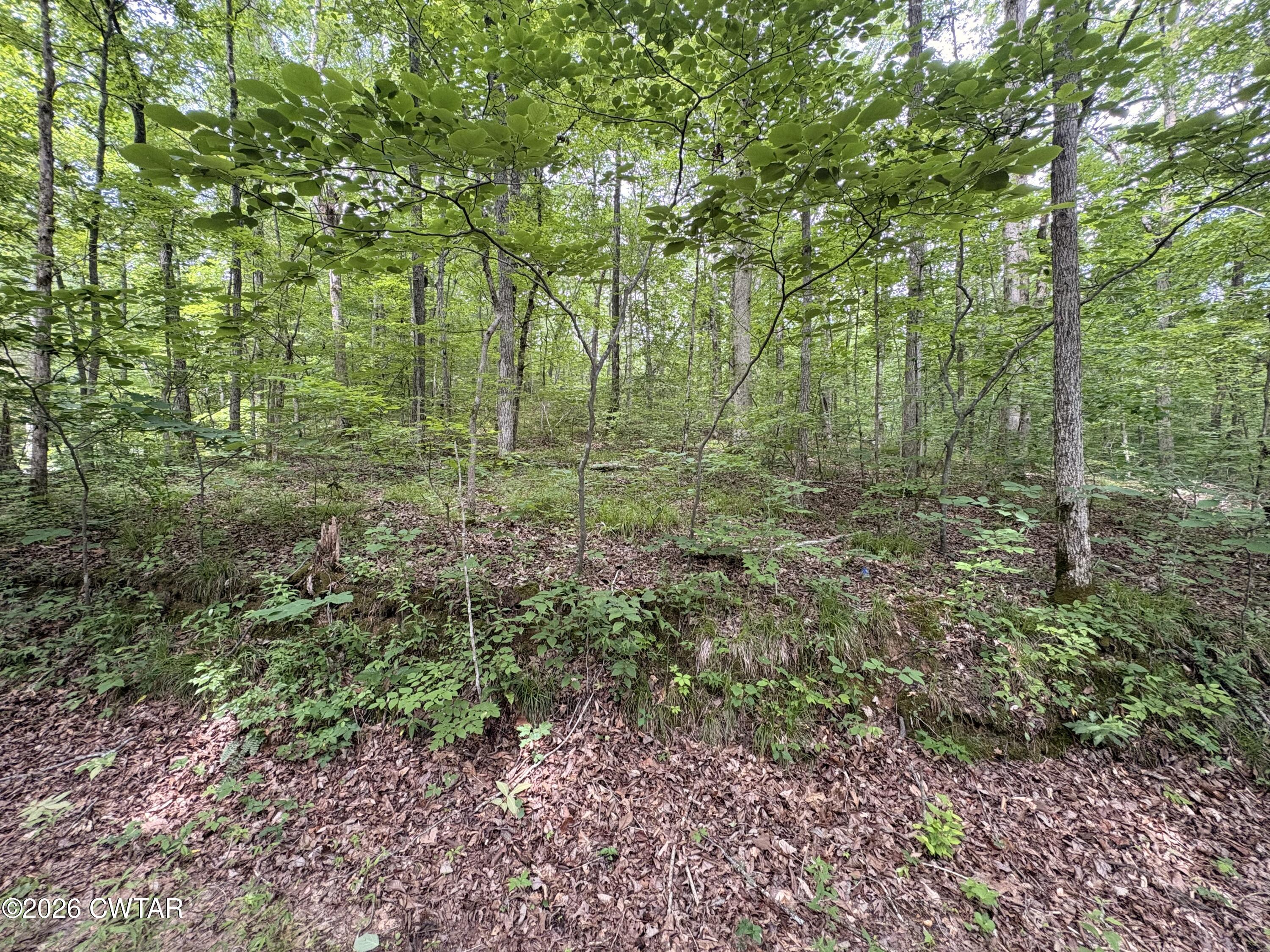 0 Woods Fork Road Linden, TN 37096 - Photo 9 of 12 a view of a lush green forest