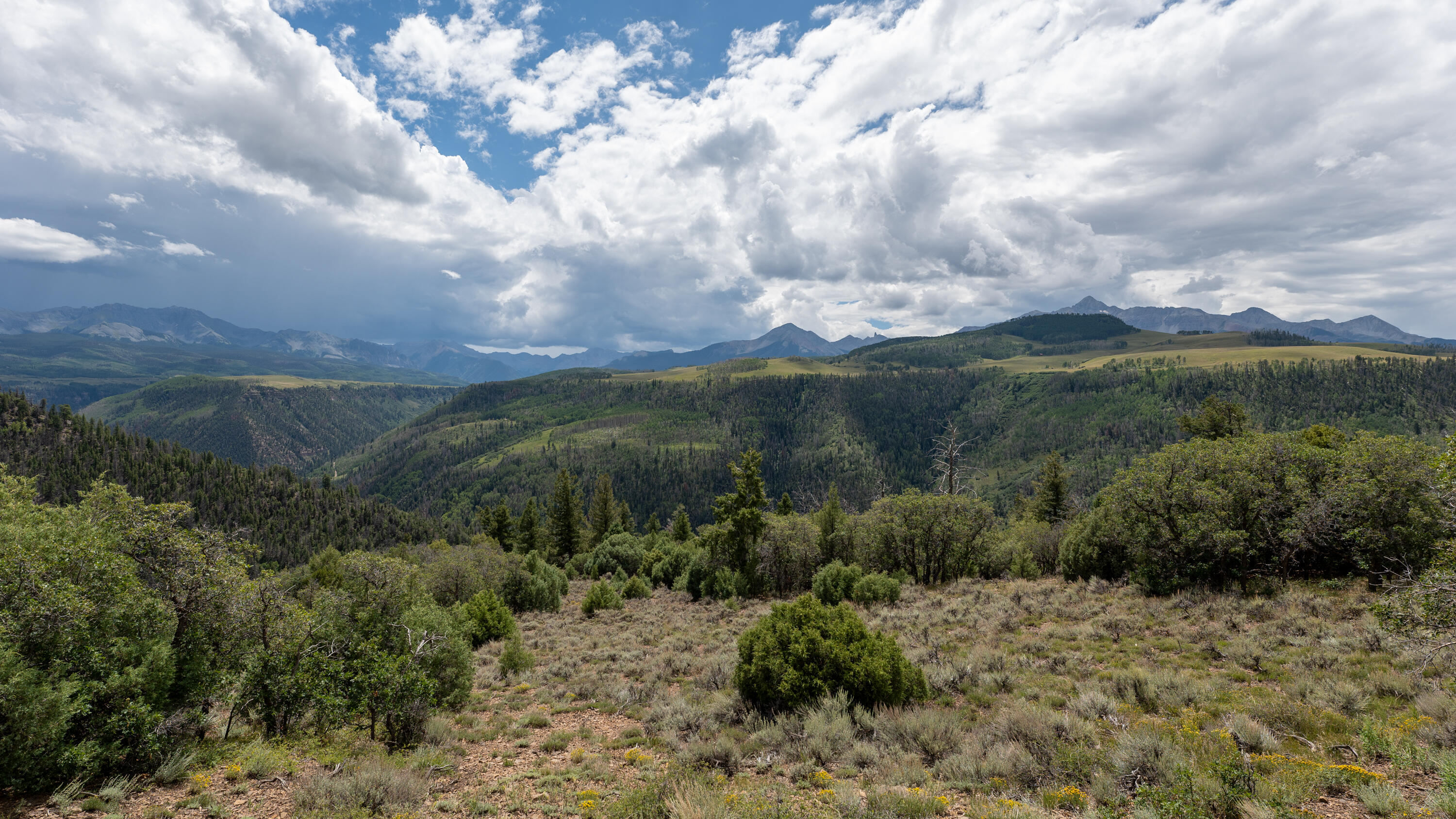Tbd Wilson Way Telluride, CO 81435 - Photo 4 of 8 a view of a bunch of trees