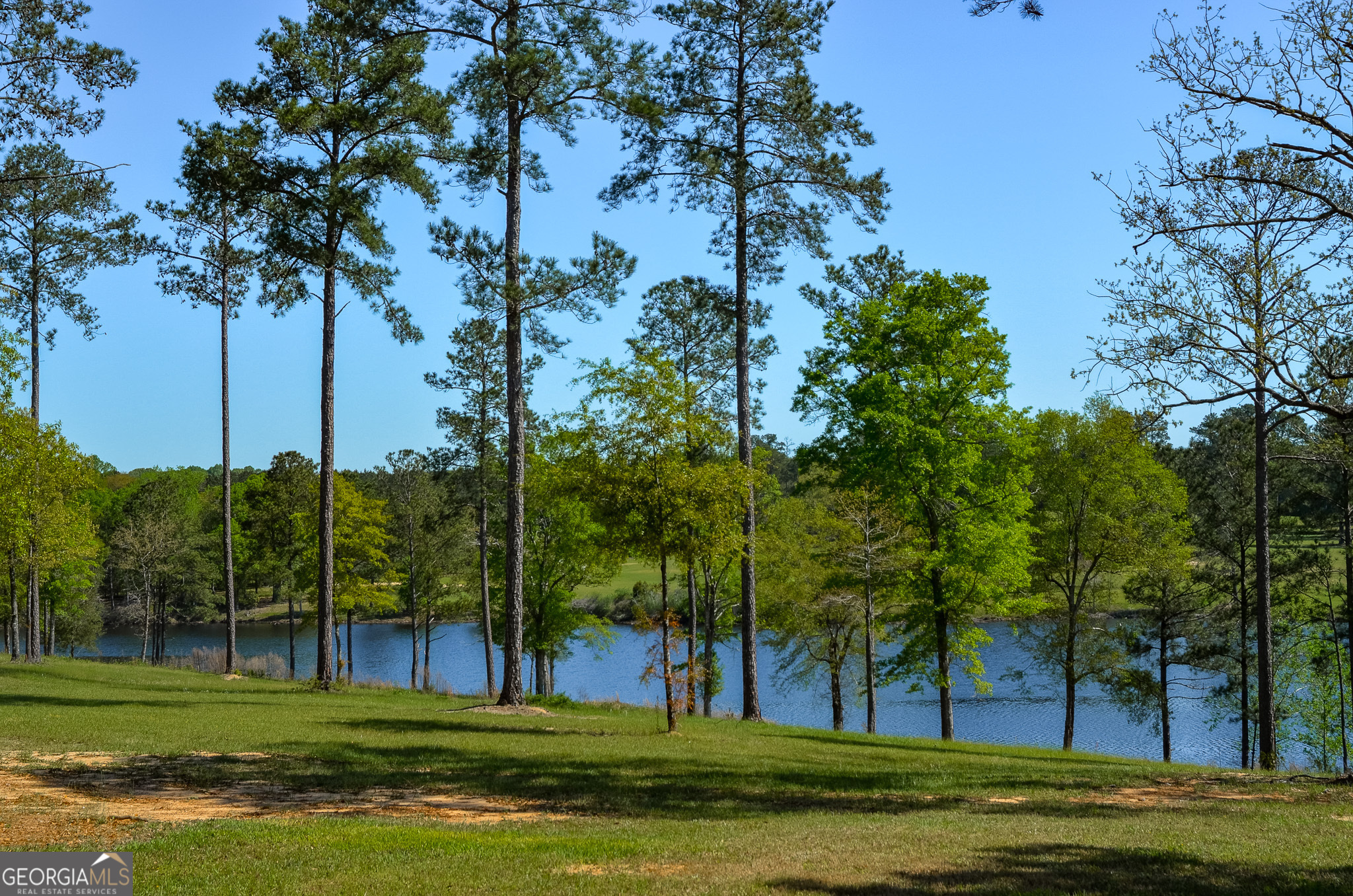 1009 Walter Wells Road Buena Vista, GA 31803 - Photo 12 of 20 a garden view with tall trees