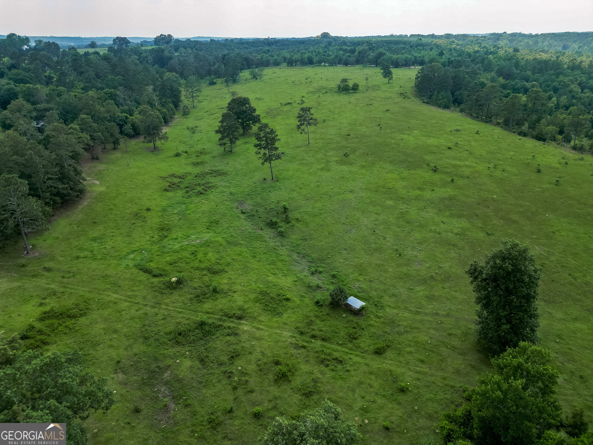1009 Walter Wells Road Buena Vista, GA 31803 - Photo 18 of 20 a view of a lush green forest with lots of trees