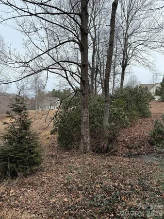 a view of a forest with large trees
