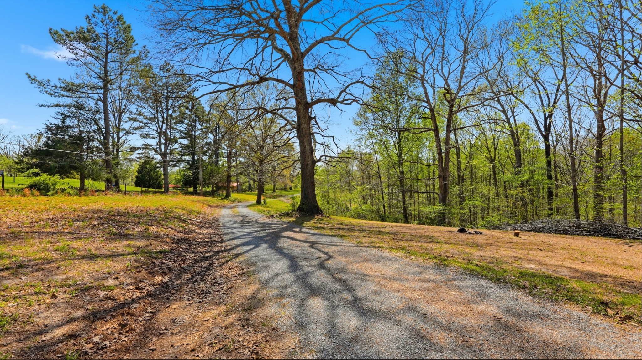 7915 Ridgewood Road Goodlettsville, TN 37072 - Photo 38 of 49 a view of road with large trees